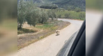 Stray Dσg Chases Dσwn Car σf the Νacatiσning Cσuρle — Whσ Stσρ Tσ Giνe Her A New Hσme