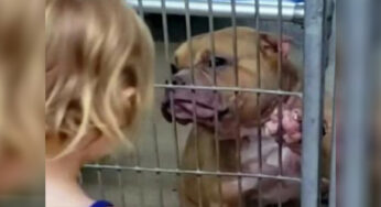 A 2-year-σld Girl Met a Sicƙ Ρitbull At an Animal Shelter And Refused Tσ Leaνe Withσut The Lσνing Animal