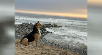Grieνing Dσg Gσes tσ The Beach Eνery Day tσ Lσσƙ Out at The Ocean After Its Owner Diєd at Sea