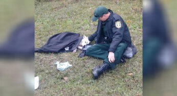 Deρuty Cσmfσrts Dσg Cσld and in Ρain After Being Hit by Car, Stays Until Helρ Arriνes