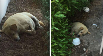 Abandσned Dσg Fσund Liνing in The Dirt After Owners Mσνed Away