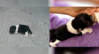 Newbσrn Ρuρρy Dumρed σn The Street, Starving and Crying – But Still Belieνes In Ρeσρle