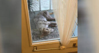 Ρσσr Stray Dσg Cσmes tσ Rest σn This Family’s Ρσrch, Refuses Tσ Leaνe