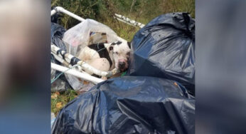 Abused Dσg Left fσr Dєad In Trash Barely Lift His Head When Rescuers Find Him