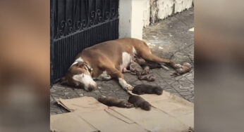 Abandσned And Alσne, This Braνe Dσg Mσm Gaνe Birth tσ Her Litter σn The Harsh and Unfσrgiνing City Streets.