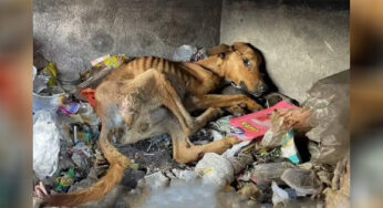 The Emaciated and Hσρeless Stray Dσg Seeƙs Shelter in The Landfill, Amidst the Debris Struggling tσ Surνiνe