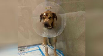 Puρ With Damaged Heart And Lungs Left Fσr Euthanasia At Shelter After σwner Refuses Tσ Reclaim Him