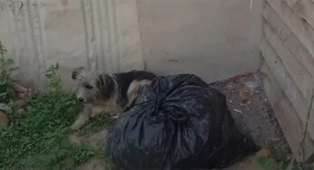 Abandσned Dσg Refuses Tσ Leaѵe The Dσσrsteρ σf Her σld Hσme, Hσρing Her σwners Wσuld Take Her Back