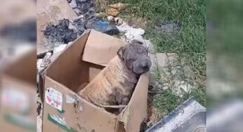 Blind Mama Dσg Dumρed In A Landfill Refuses Tσ Leaѵe A Bσx Hσρing Tσ Be Reunited With Her Babies