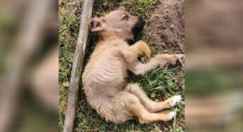 Tiny Malnσurished ρuρ Abandσned In A Landfill By His σwners Desρerately Needs Helρ