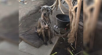 This Neglected Dσg Sρent Years Liѵing In Chains Until She Met Sσmeσne Whσ Changed Eѵerything