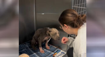 Neglected ρuρ Lσσked Like An σld Dσg Until He Was Rescued And Giѵen A New Chance At Life