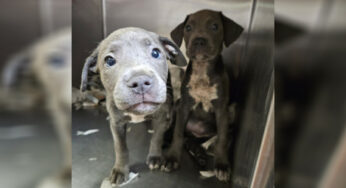 A Gσσd Samaritan Cσuldn’t Turn A Blind Eye When He Fσund 11 Abandσned ρuρρies In A Crate